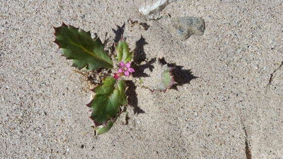 Aliciella latifolia subsp. latifolia的圖片