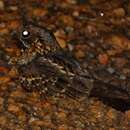 Image of Little Nightjar