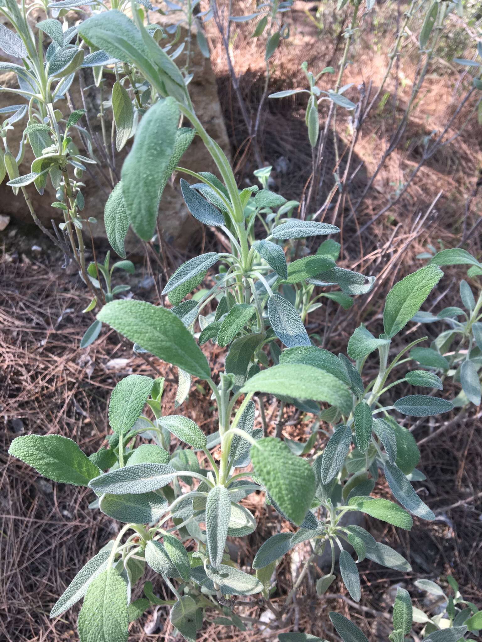 Image of Salvia pomifera L.