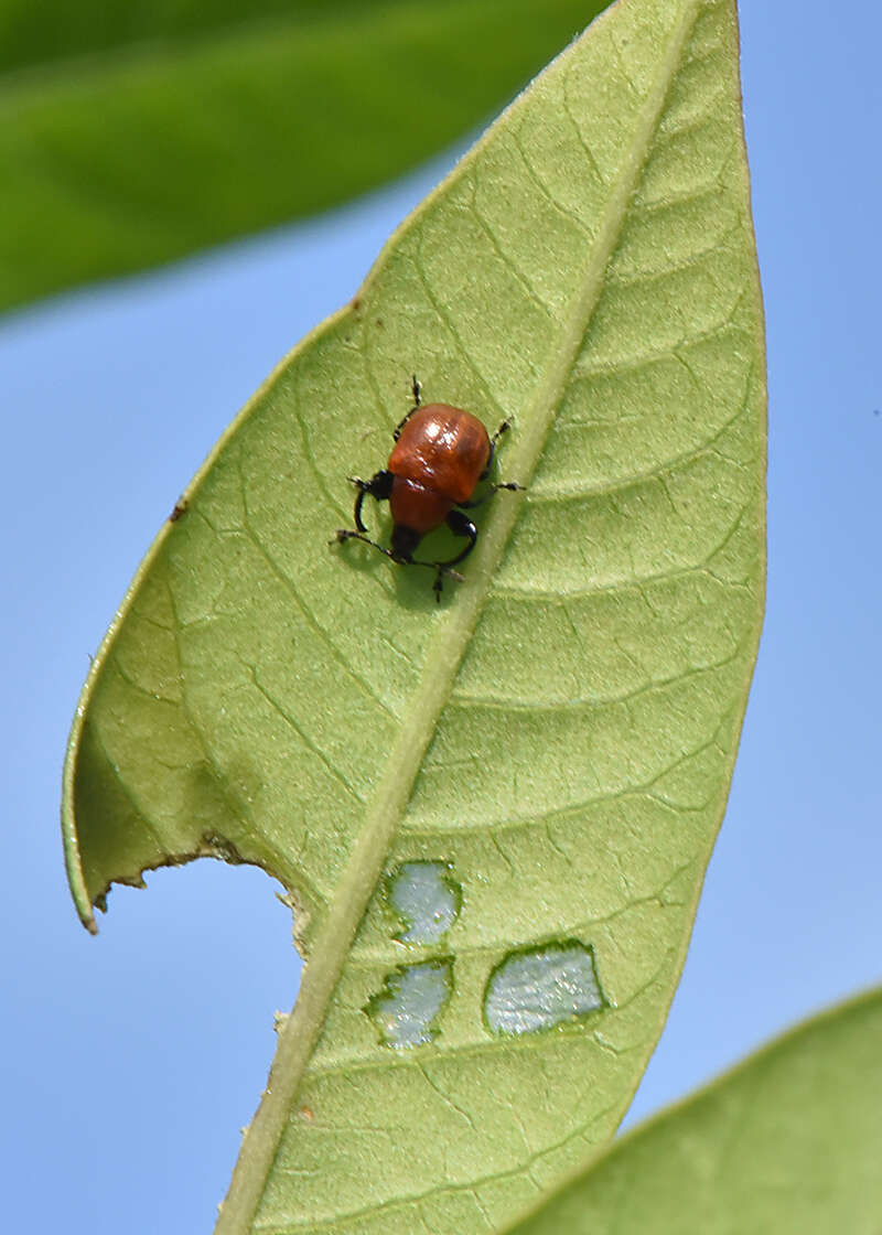 Image de Synolabus nigripes Legalov 2003