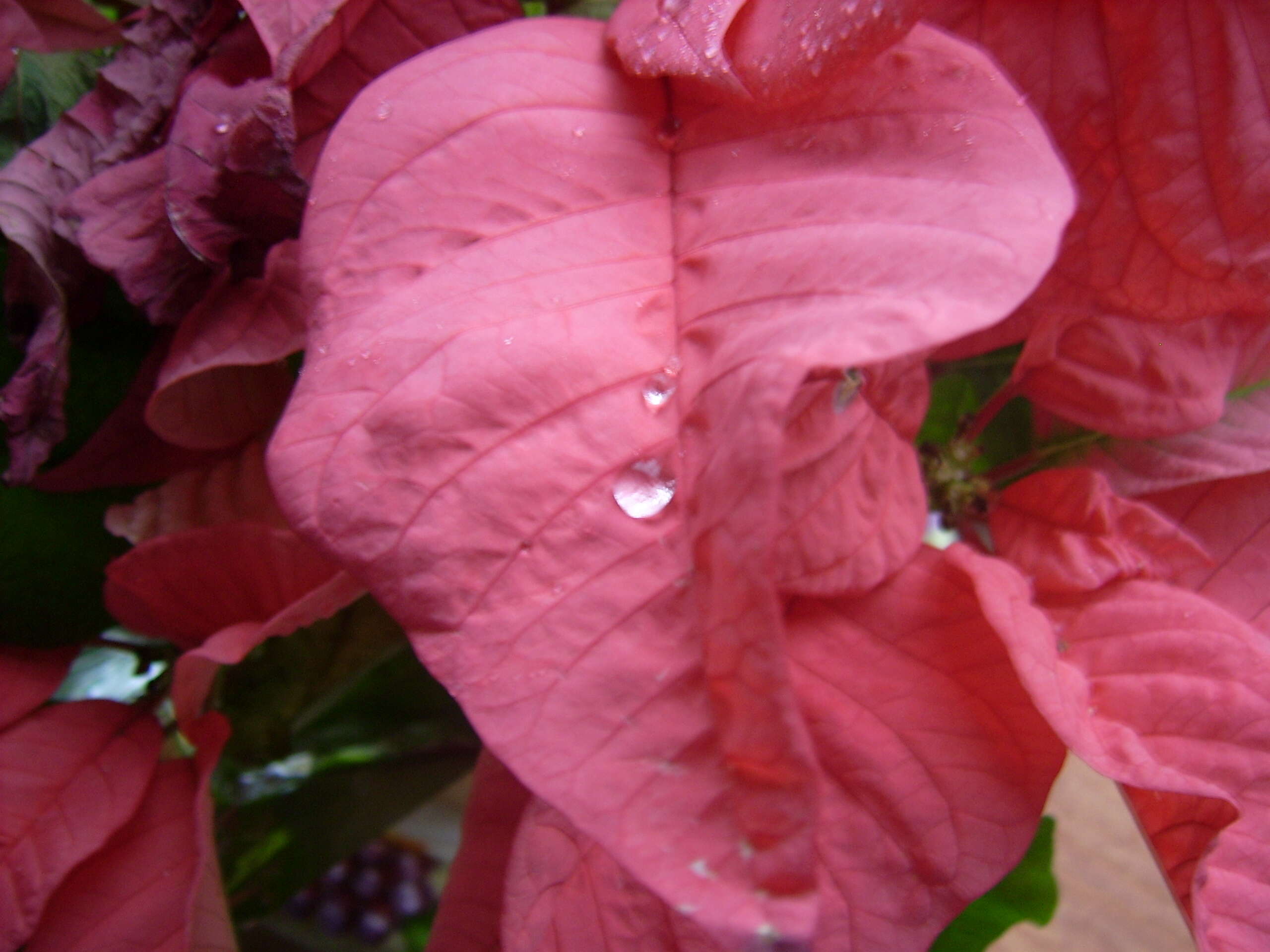 Image of poinsettia