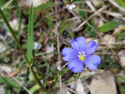 Image of Linum leonii F. W. Schultz