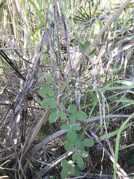 Image of Small's milkpea