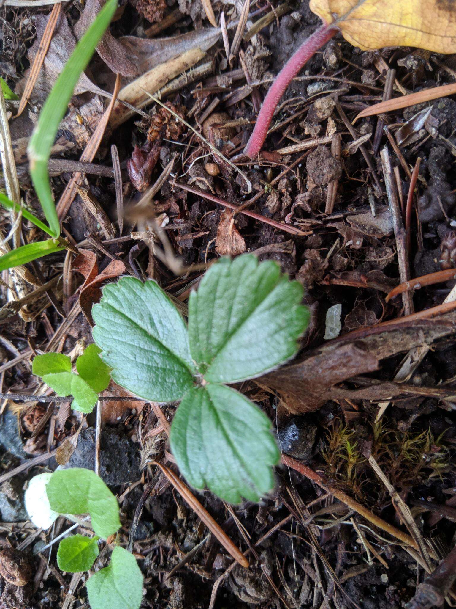 Image de Fragaria ananassa subsp. cuneifolia (Nett. ex Howell) G. Staudt