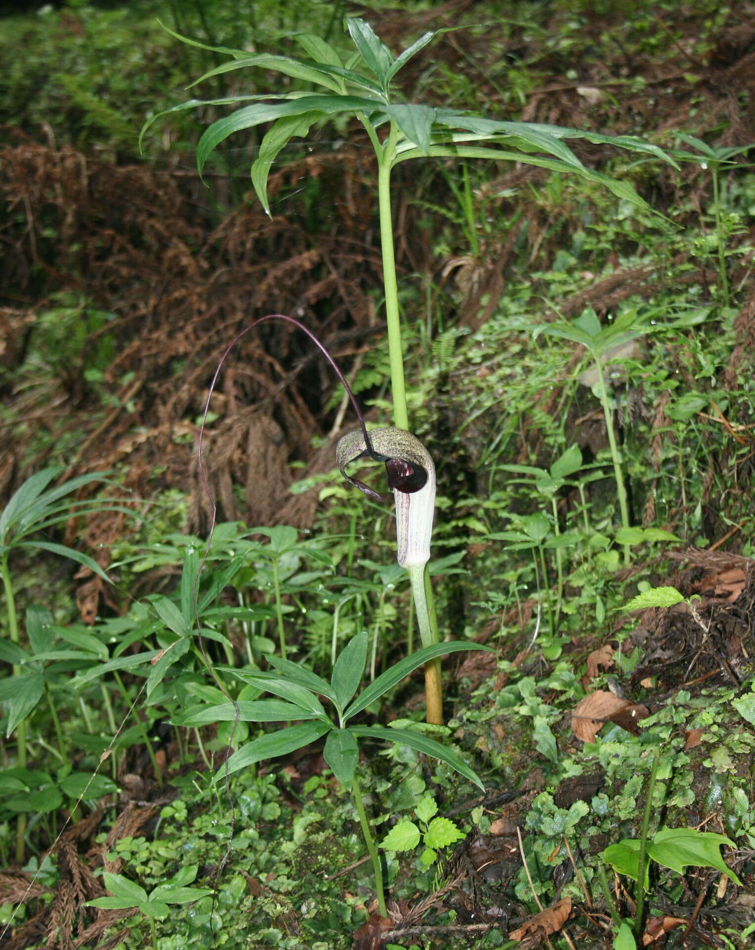Image of Arisaema thunbergii subsp. urashima (H. Hara) H. Ohashi & J. Murata
