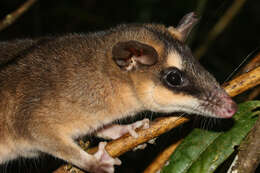 Image of brown four-eyed opposum