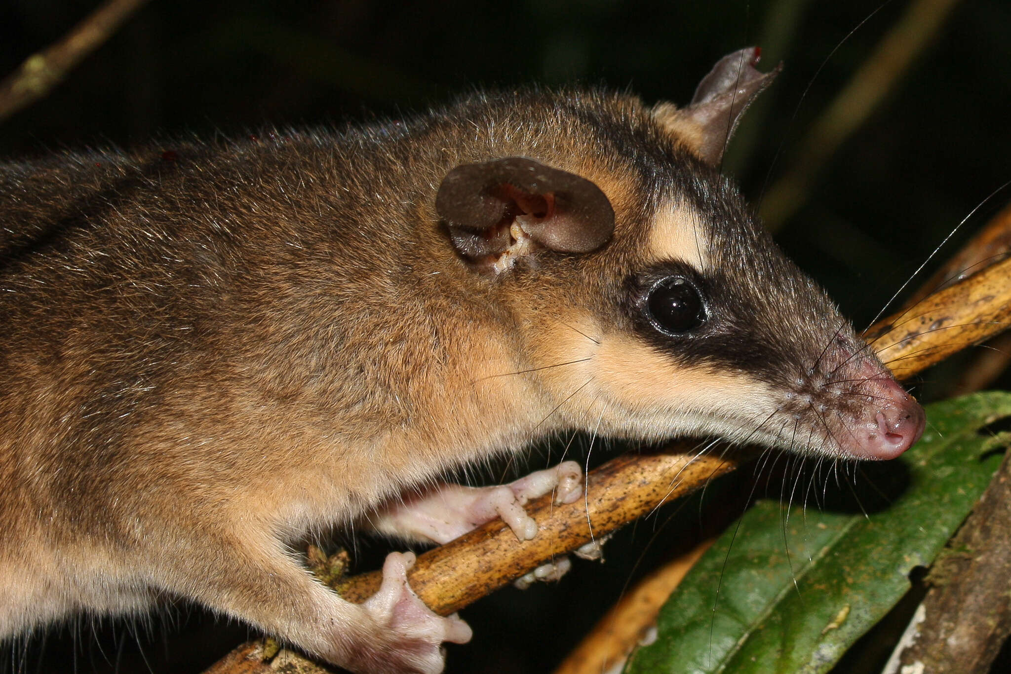 Image of brown four-eyed opposum