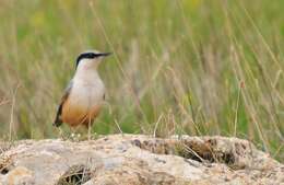 Image of Eastern Rock Nuthatch