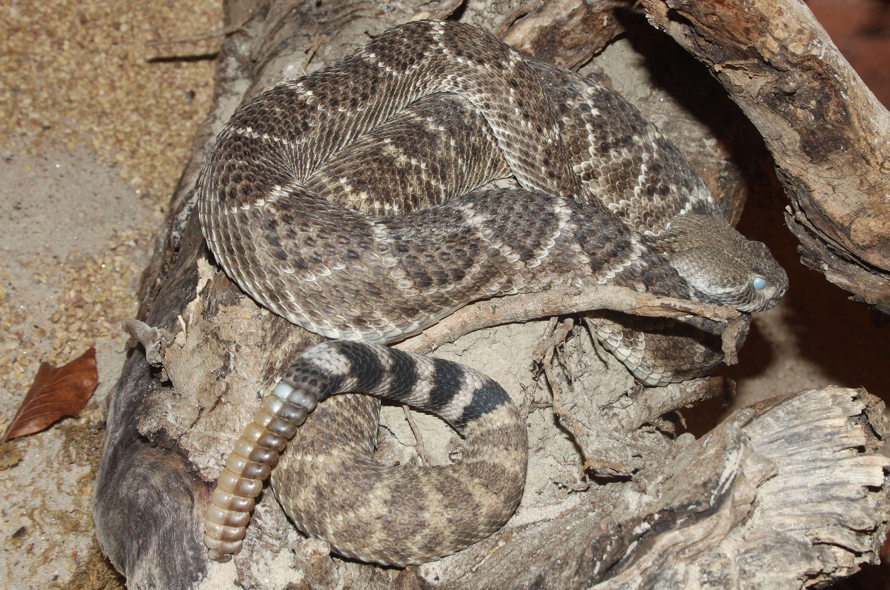 Image of Western Diamond-backed Rattlesnake