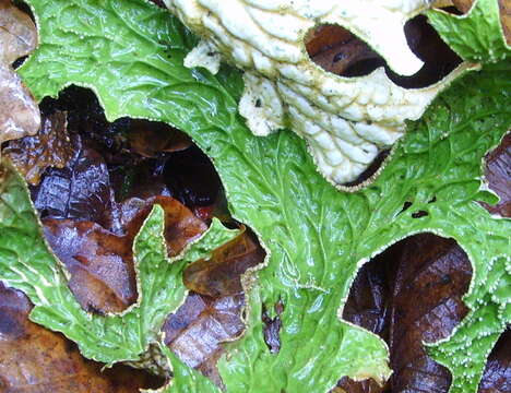 Image of Lungwort