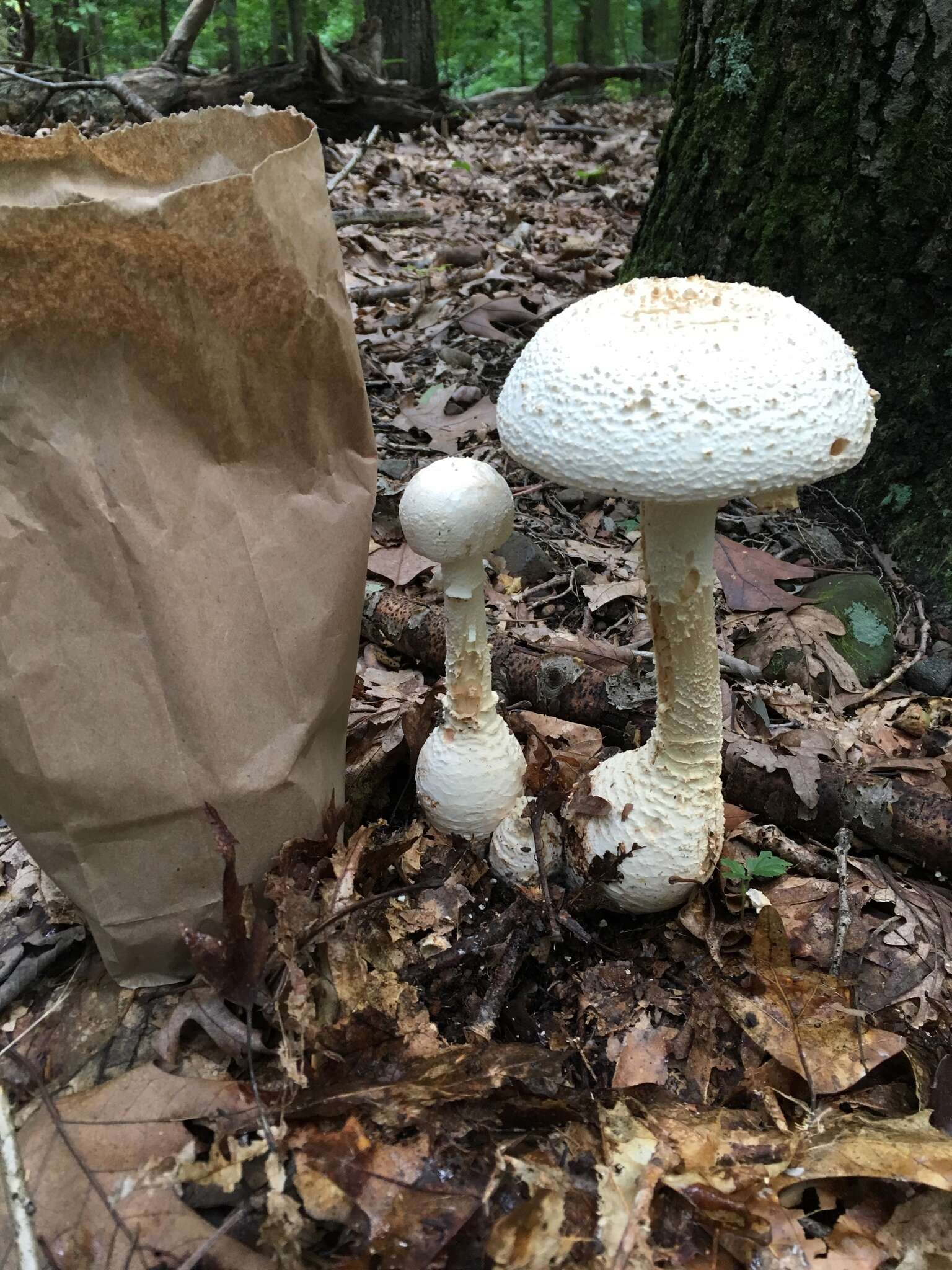 Image of Coker's amanita