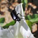 Image of Punctate Blister Beetle