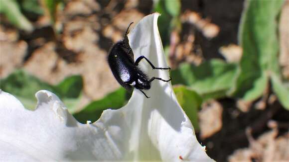 Image of Punctate Blister Beetle