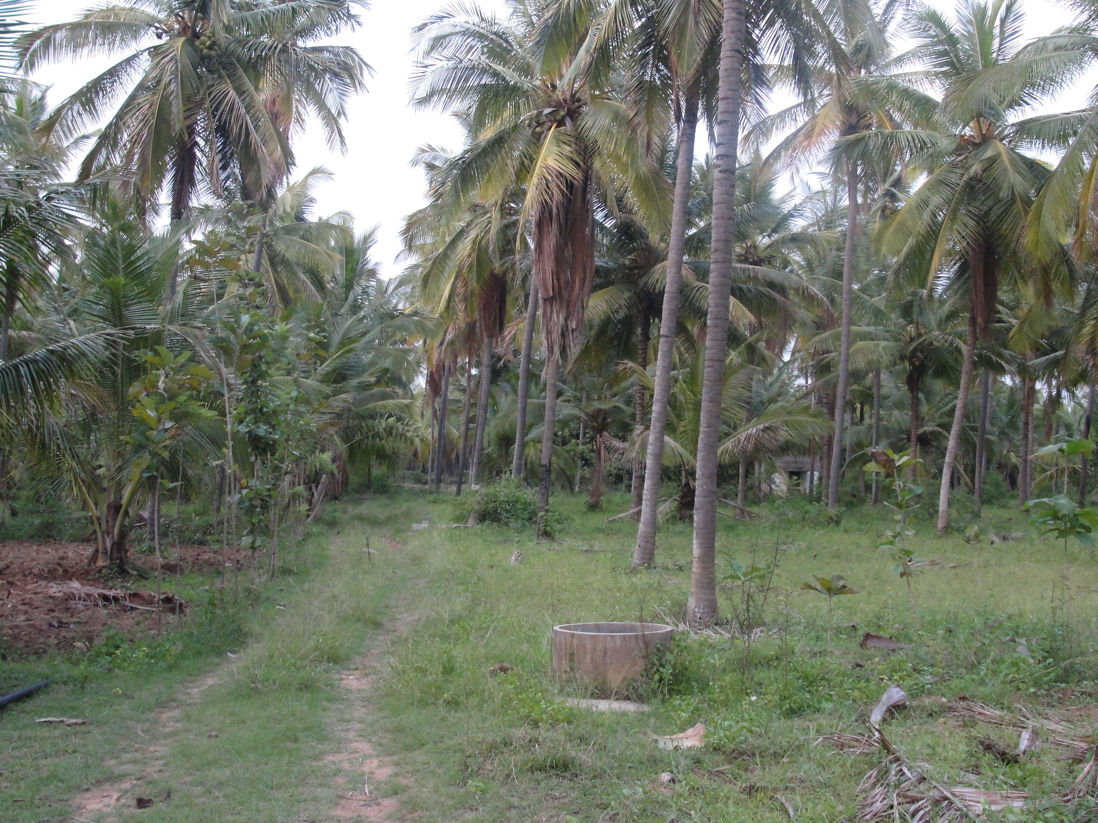 Image of coconut palm