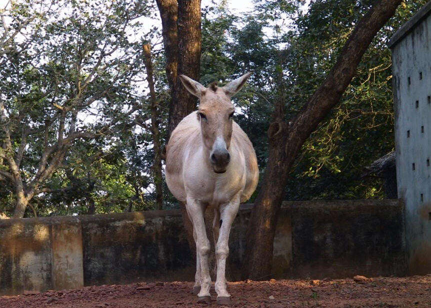 Image of Indian Wild Ass