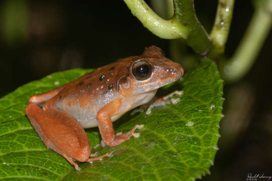 Image of Isla Bonita Robber Frog