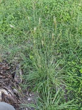 Image of hybrid beardgrass