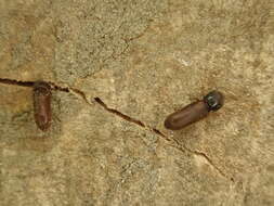 Image of Fan-bearing wood-borer