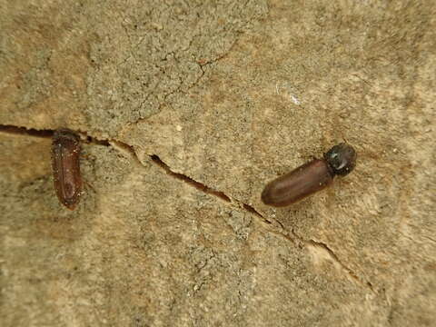 Image of Fan-bearing wood-borer