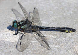 Image of Club-tailed Dragonfly