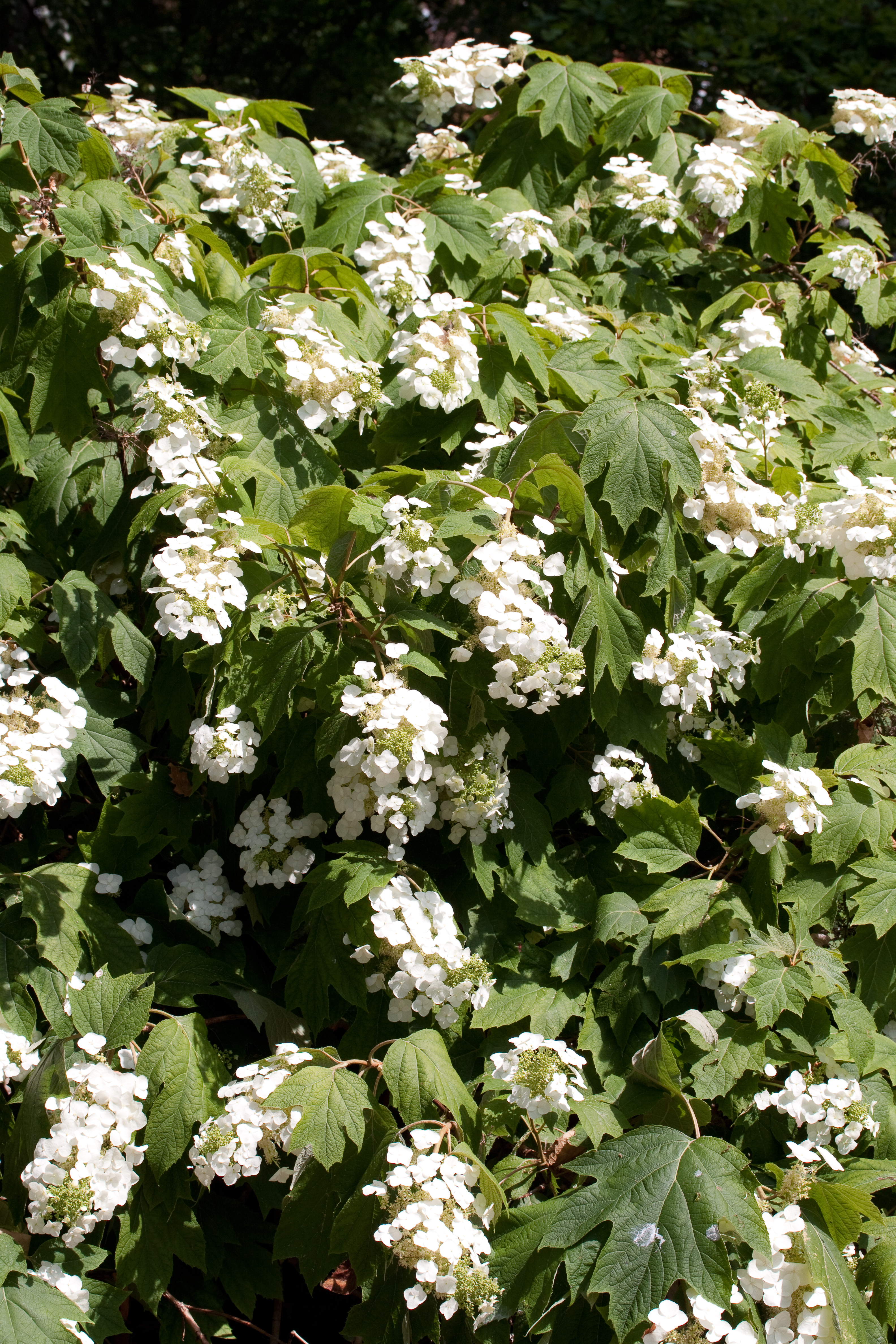 Oakleaf Hydrangea Media Encyclopedia Of Life