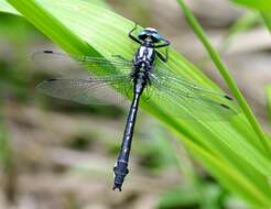 Image of Club-tailed Dragonfly