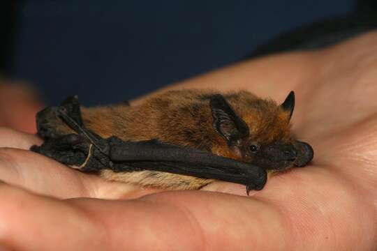 Image of Kuhl's Pipistrelle