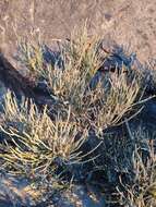 Ephedra alata Decne. resmi