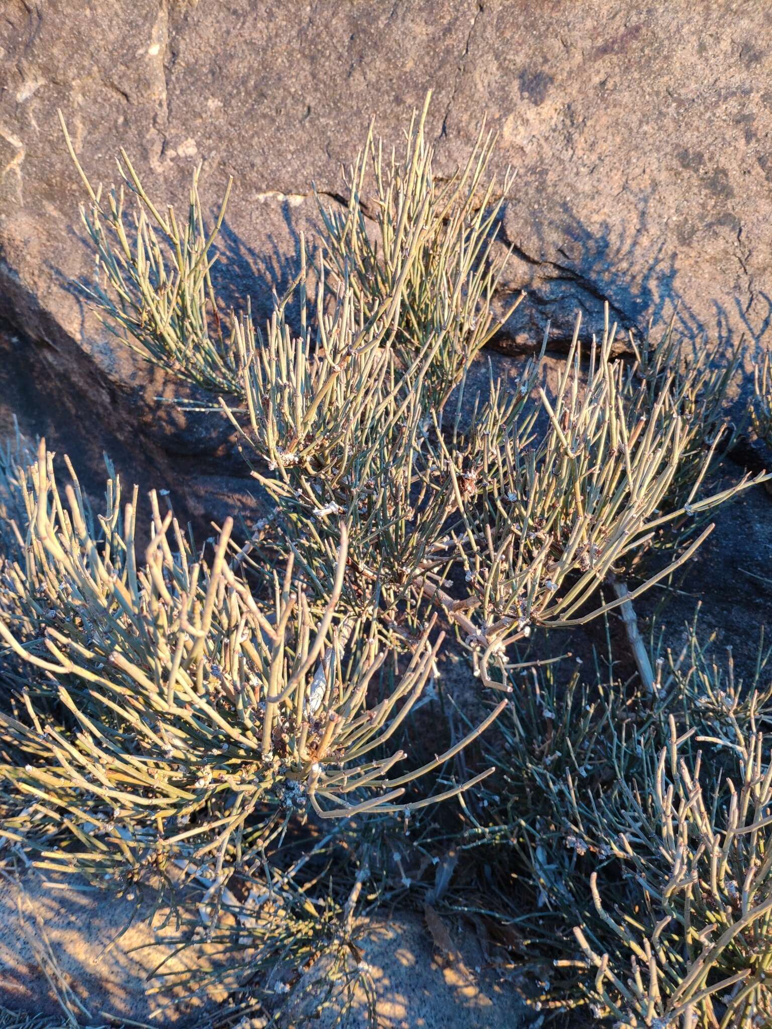 Ephedra alata Decne. resmi