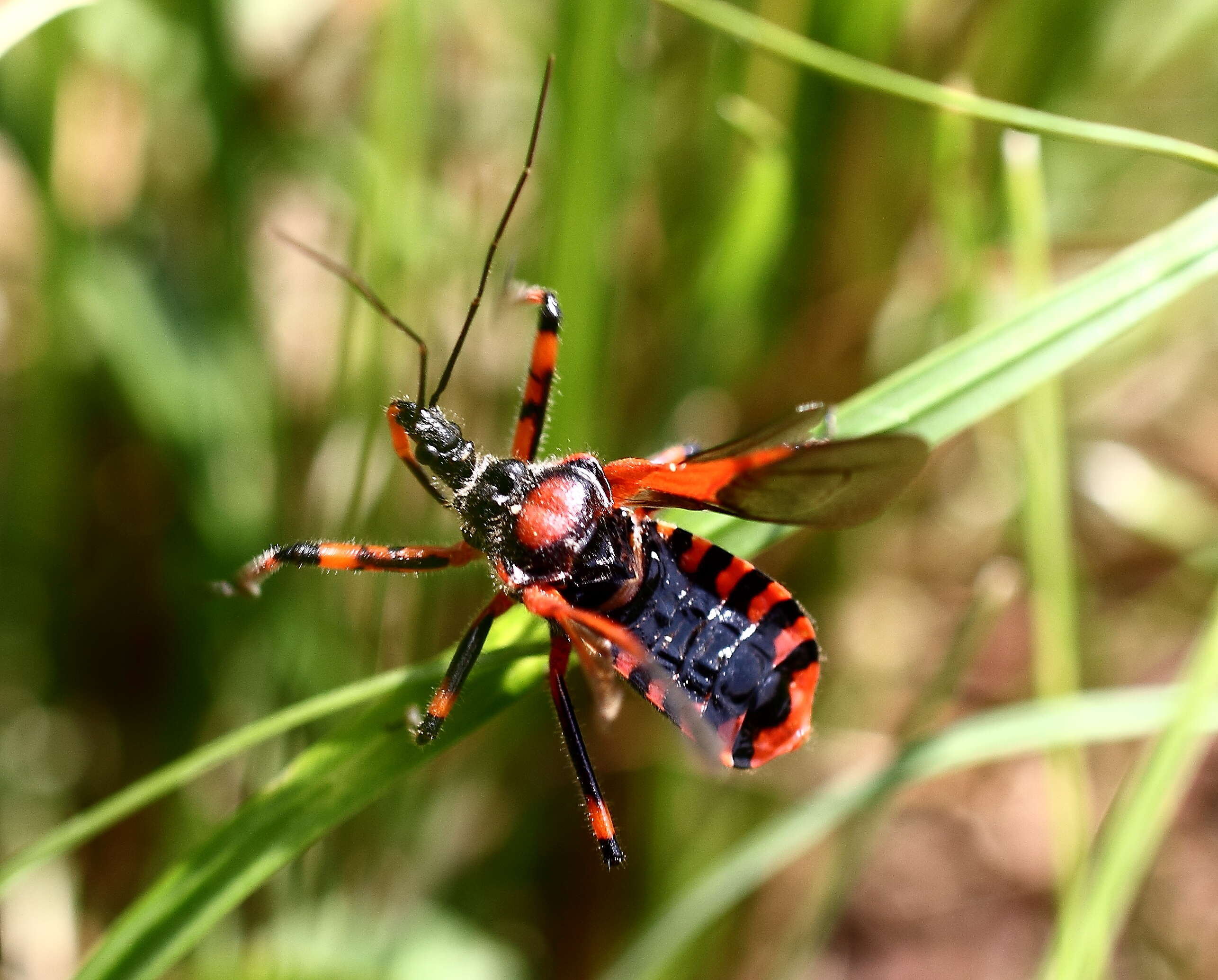 صورة Rhynocoris iracundus (Poda 1761)