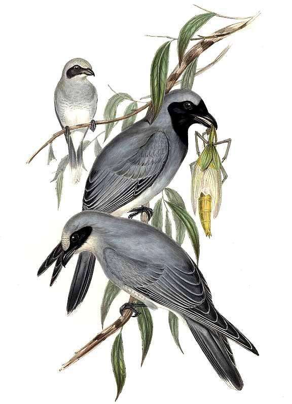 Image of Black-faced Cuckoo-shrike