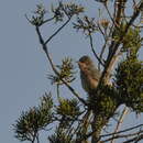 Image of Moltoni's Warbler