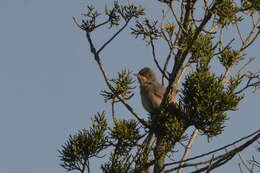 Image of Moltoni's Warbler