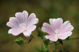 Image of mallow