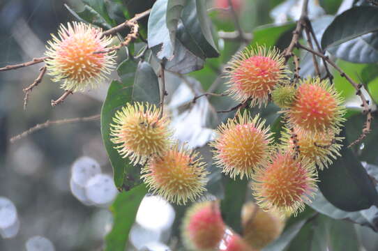 Image of rambutan