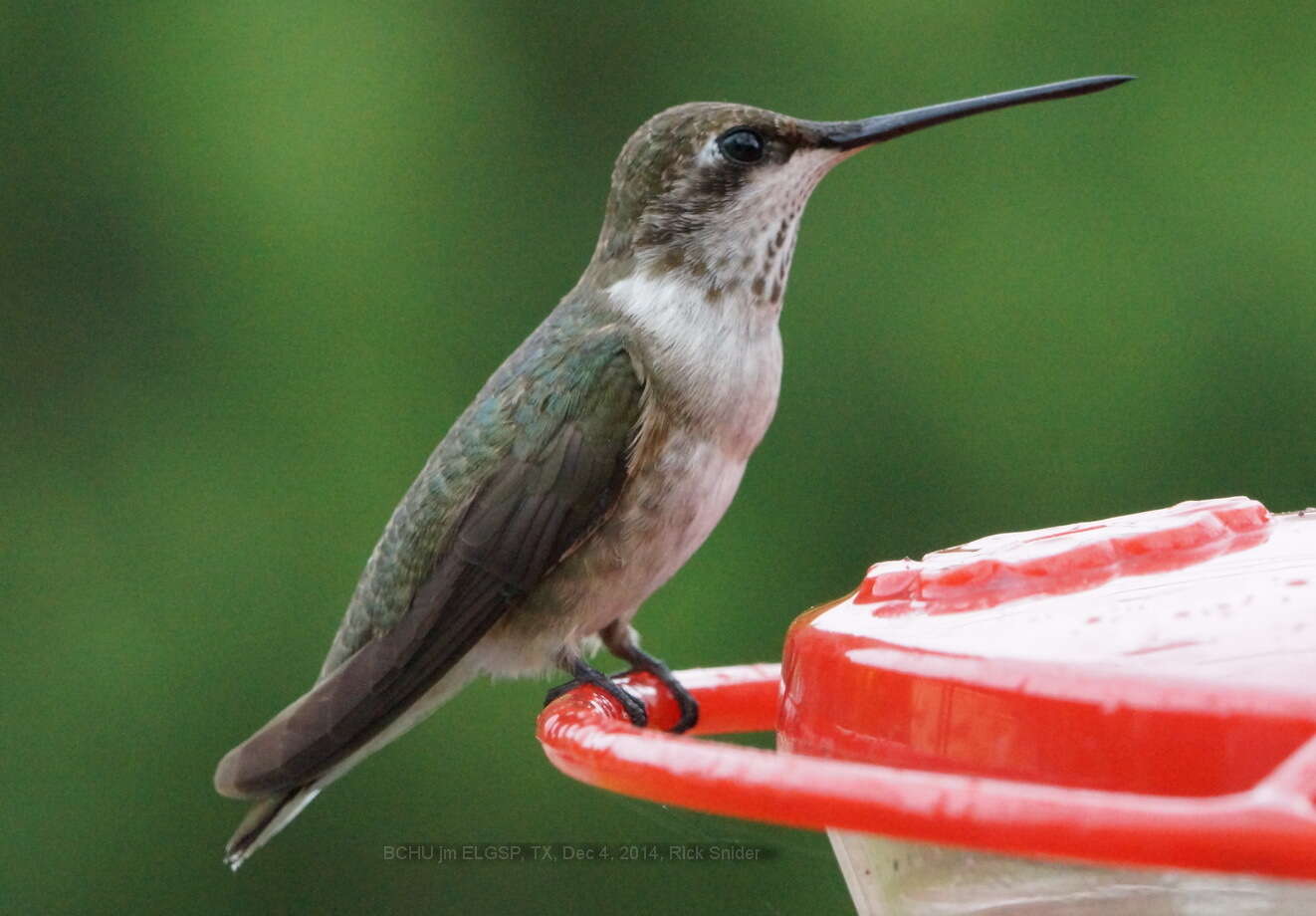 Image of Black-chinned Hummingbird