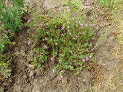 Image of Common Stork's-bill