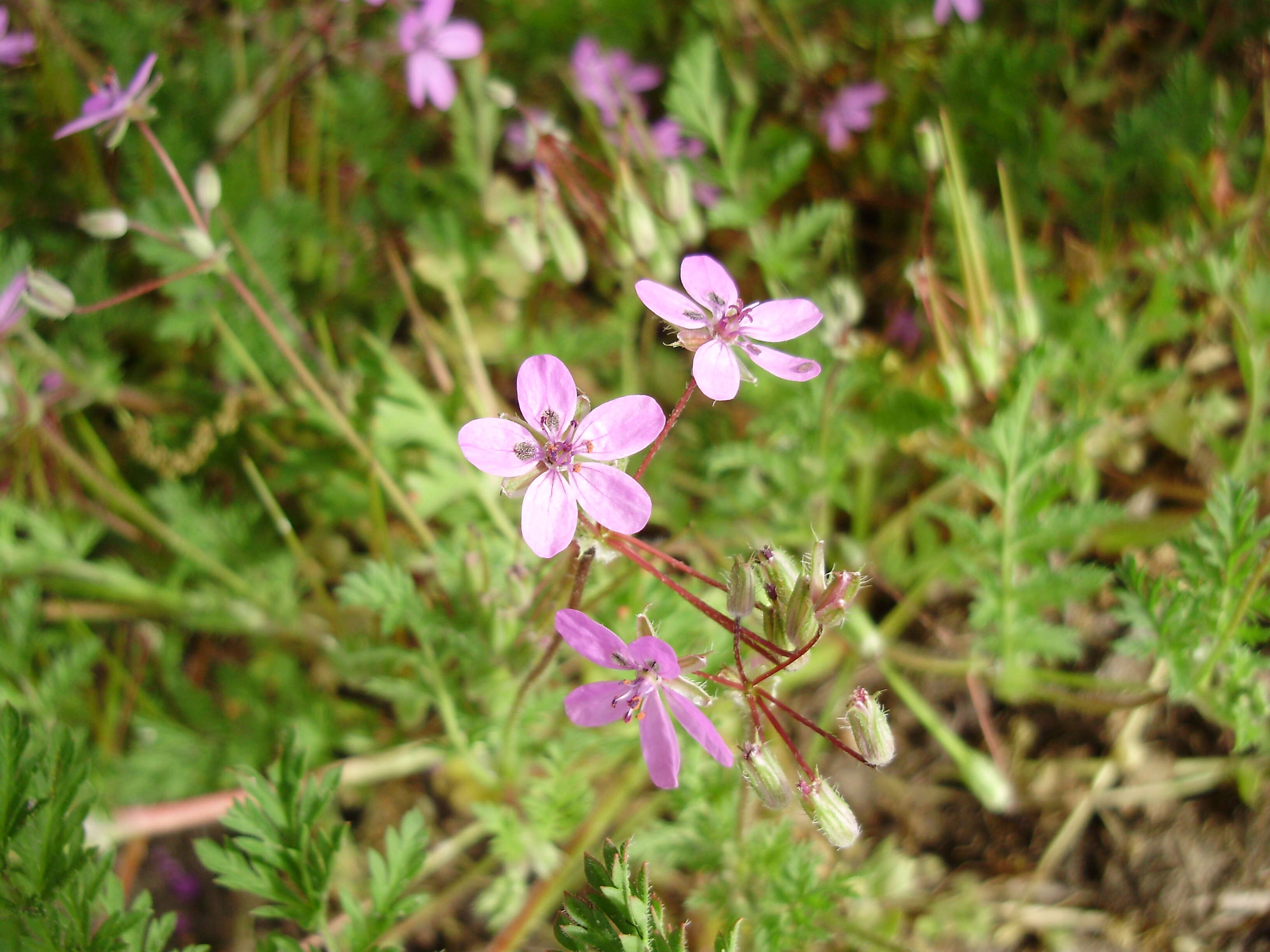 Image of Common Stork's-bill