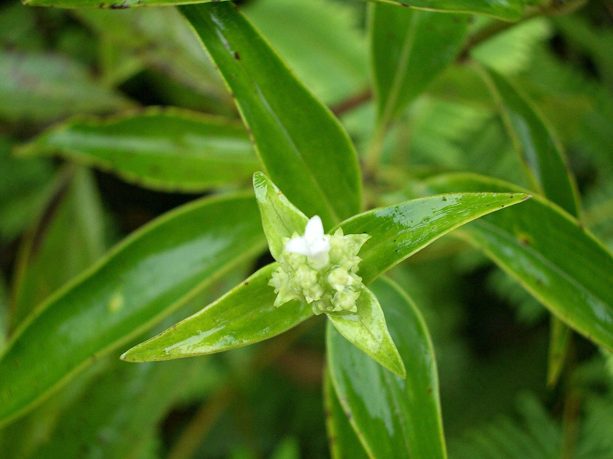 Image of Hedyotis fruticosa L.