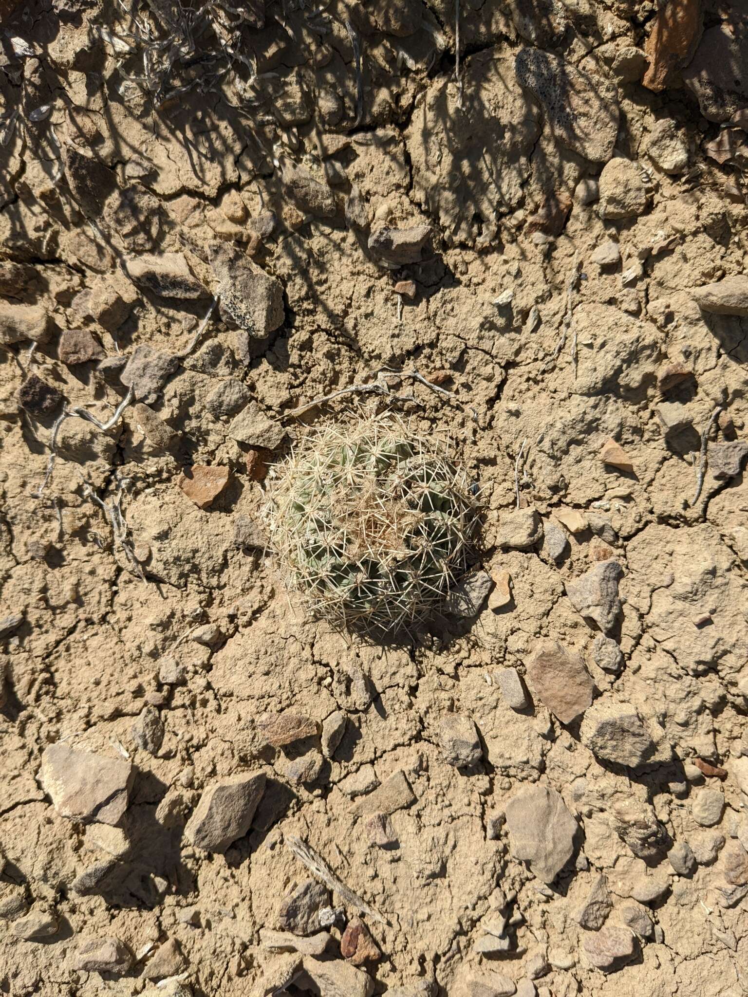 Image of Mesa Verde Cactus