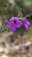 Image of Prostanthera howelliae Blakely