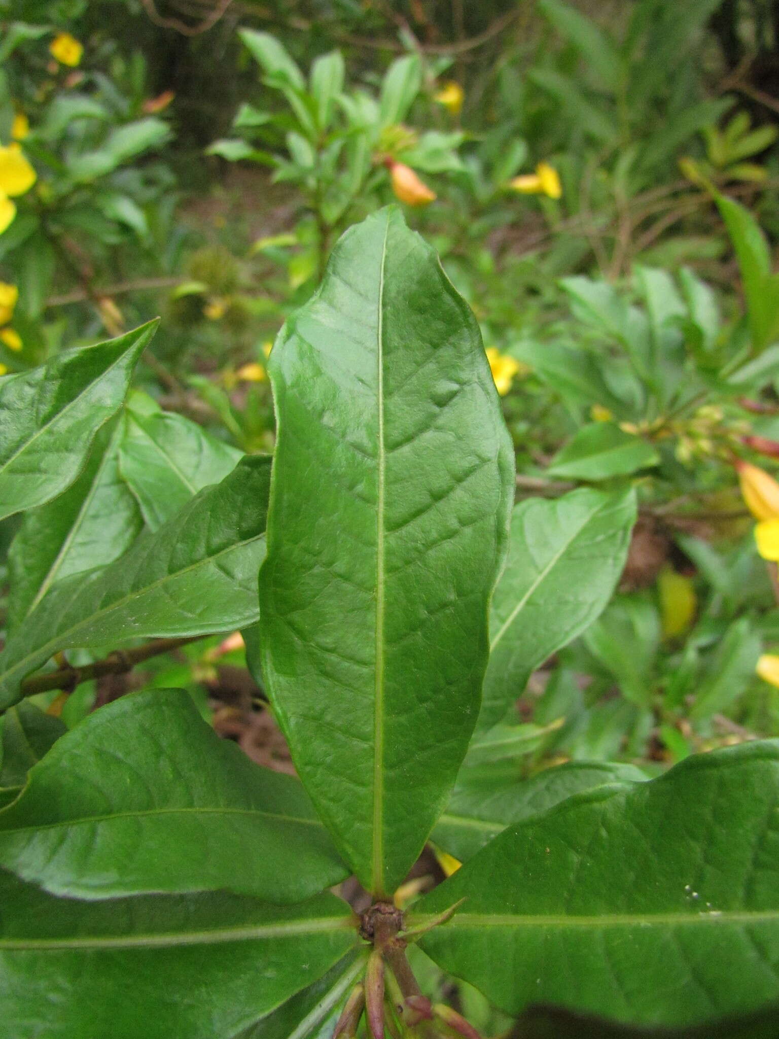 Image of bush allamanda