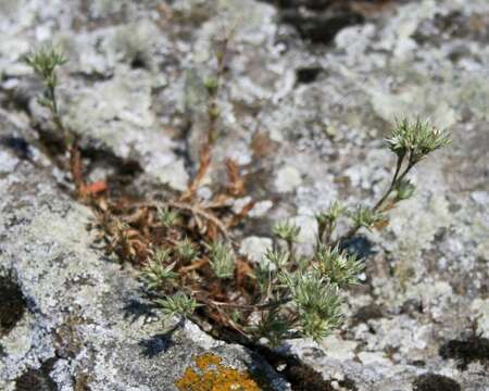 Image of stitchwort