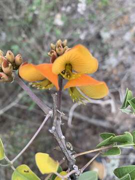 Image of Erythrina breviflora DC.