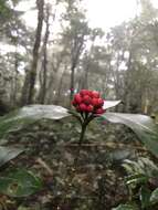 Imagem de Skimmia japonica subsp. distinctevenulosa (Hayata) T. C. Ho