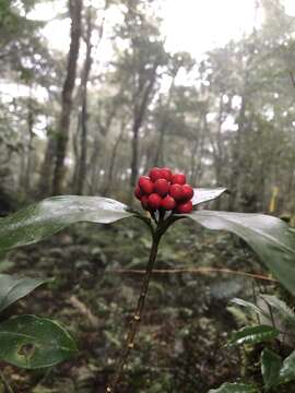 Image of Skimmia japonica subsp. distinctevenulosa (Hayata) T. C. Ho