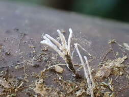 Image of Xylaria bambusicola Y. M. Ju & J. D. Rogers 1999