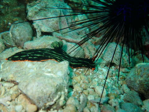 Image of Dusky green spot orange gill black slug