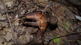 Image of Geastrum melanocephalum (Czern.) V. J. Staněk 1956