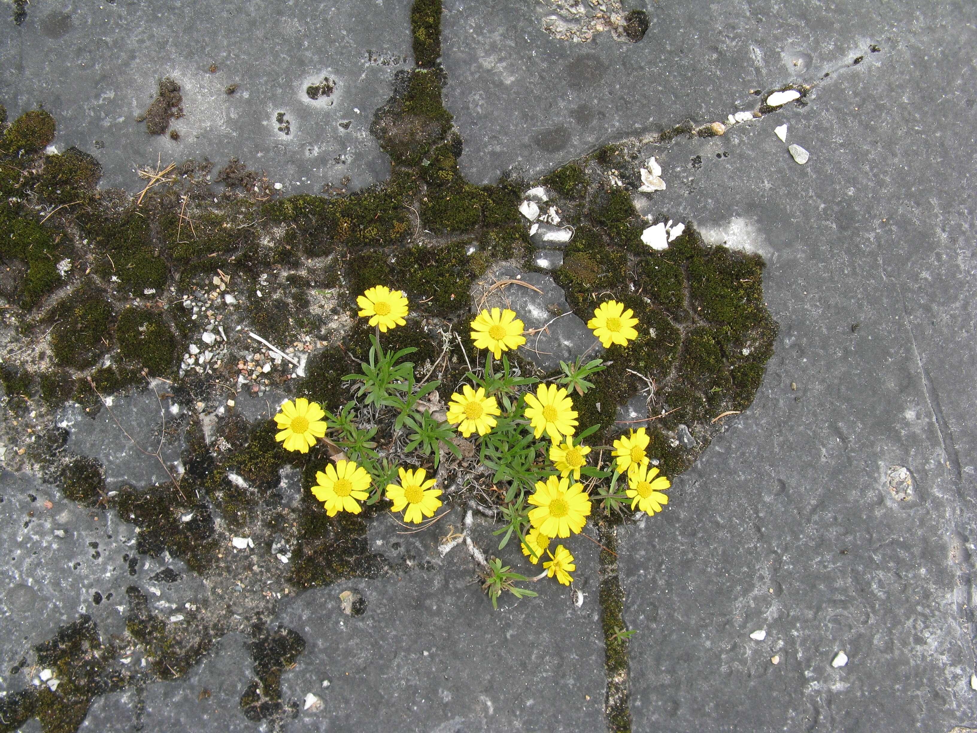 Sivun Tetraneuris herbacea Greene kuva